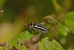 Disonycha pensylvanica
