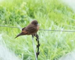Hirundinea ferruginea