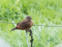 Hirundinea ferruginea