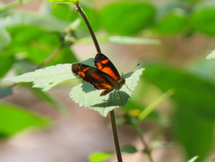 Castilia eranites