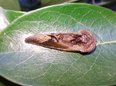 Gonodonta