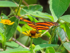 Eresia phillyra phillyra