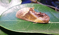 Gonodonta