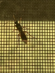 Ichneumon
