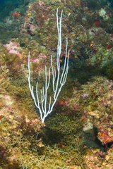 Eunicella singularis