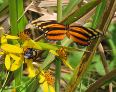 Eresia phillyra phillyra