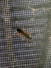 Ichneumon