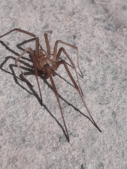 Kukulcania