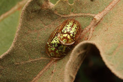 Conchyloctenia hybrida