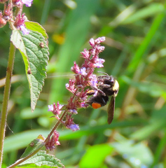 Bombus medius