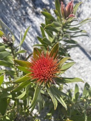 Leucospermum oleifolium