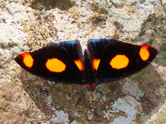 Catonephele numilia esite
