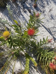 Leucospermum oleifolium