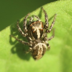 Leptofreya