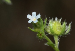 Lappula occidentalis