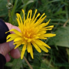 Crepis biennis