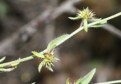 Lappula occidentalis