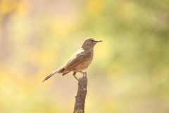 Cercotrichas coryphoeus