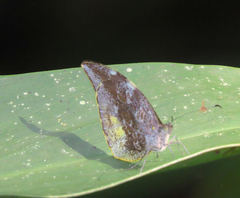 Lieinix nemesis atthis