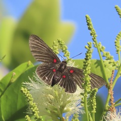 Melanis cephise