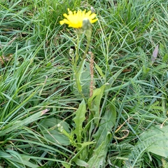 Crepis biennis