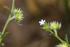 Lappula occidentalis
