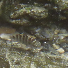 Abudefduf declivifrons