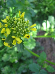 Brassicogethes aeneus