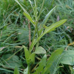 Crepis biennis