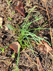 Allium vineale