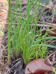 Allium vineale