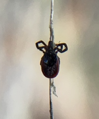 Ixodes pacificus