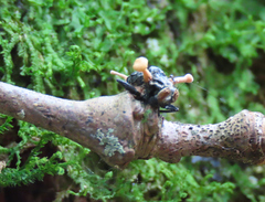 Ophiocordyceps dipterigena