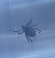 Ixodes pacificus