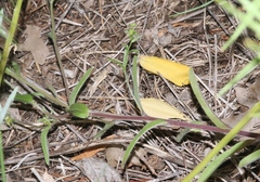 Lappula occidentalis