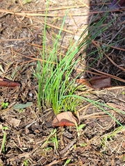 Allium vineale