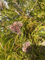 Serruria rubricaulis