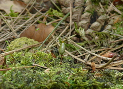 Buxbaumia viridis