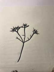 Chondracanthus