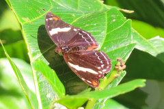 Catonephele numilia esite