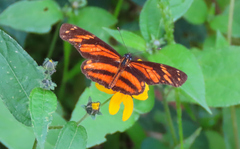 Eresia phillyra phillyra