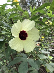 Hibiscus hispidissimus
