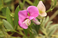 Sphenostylis angustifolia