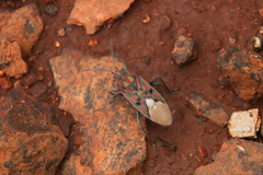 Spilostethus pandurus elegans