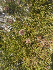 Serruria rubricaulis