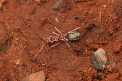 Anoplolepis custodiens