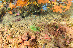 Cerianthus membranaceus