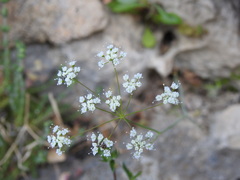 Pimpinella cretica
