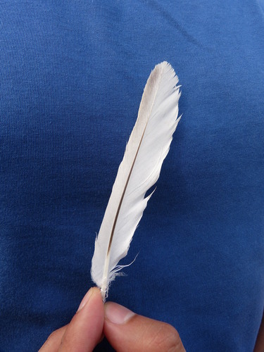 Plume de Élanion blanc