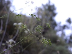 Pimpinella cretica